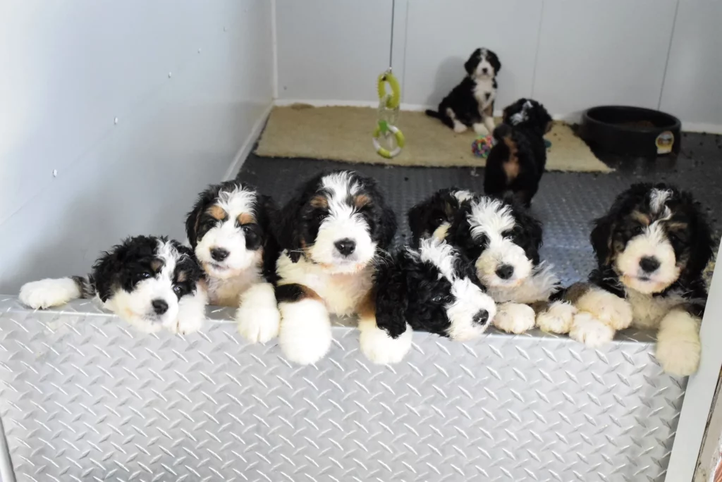 Crystal & Snickers Black Tri-color Puppies