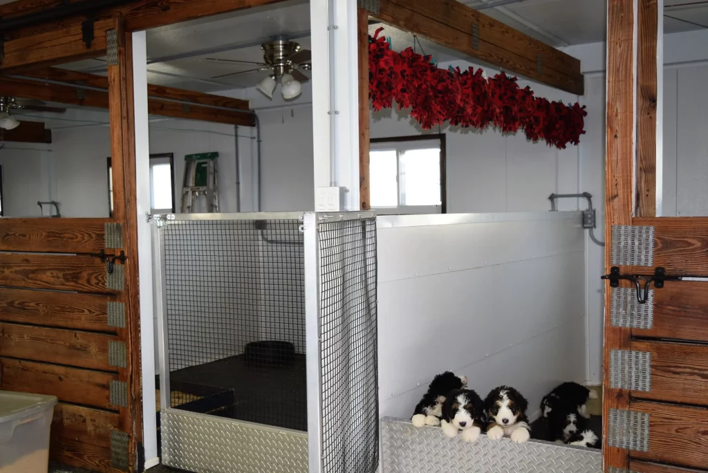 Black Tri-color puppies