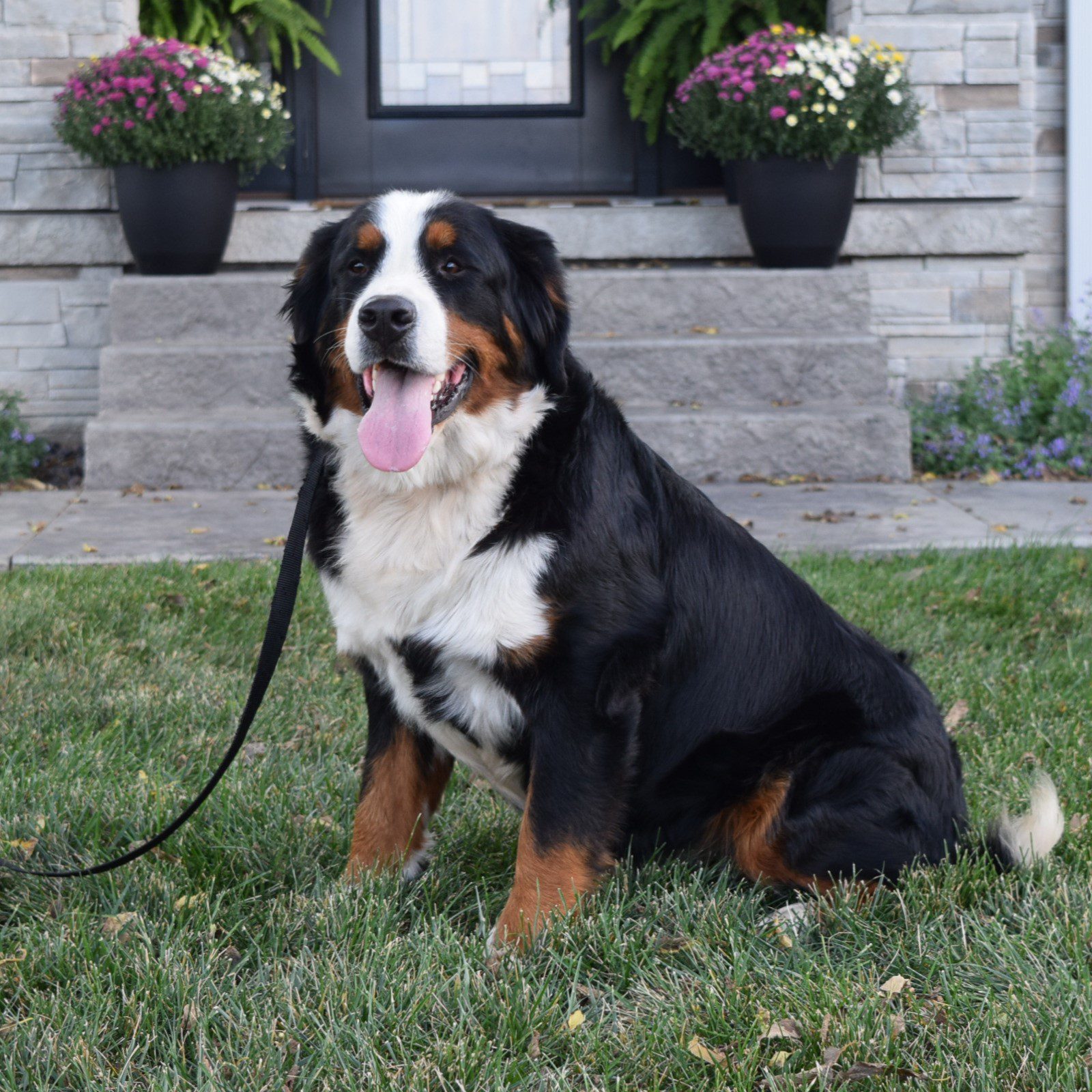 Tracey is our Bernese Mountain dog mama