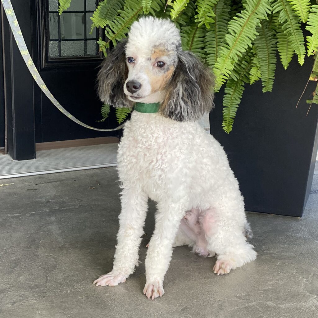 Jimmy is our miniature male poodle