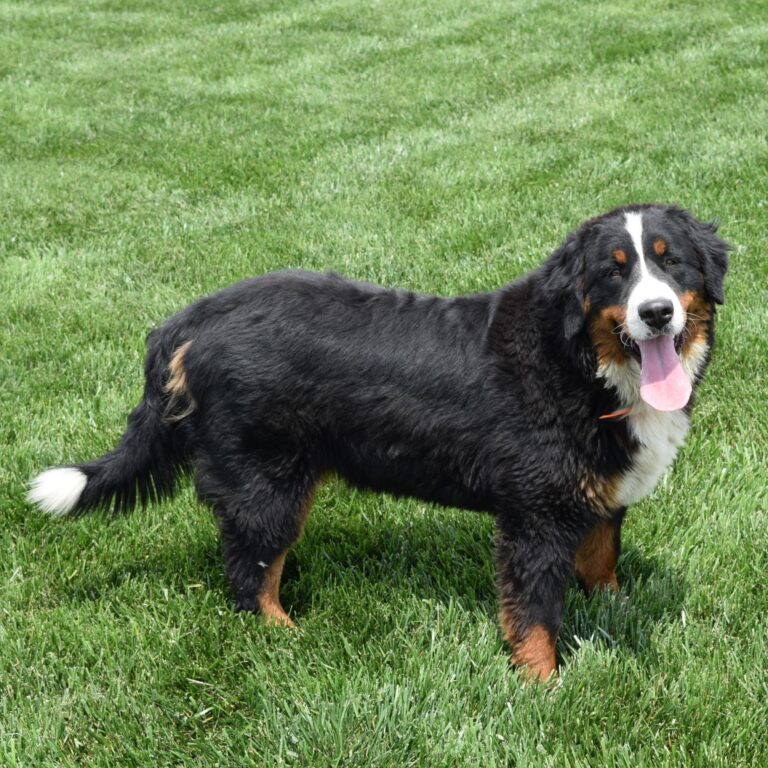Rosey Black Tri-color Bernese Mountain Dog