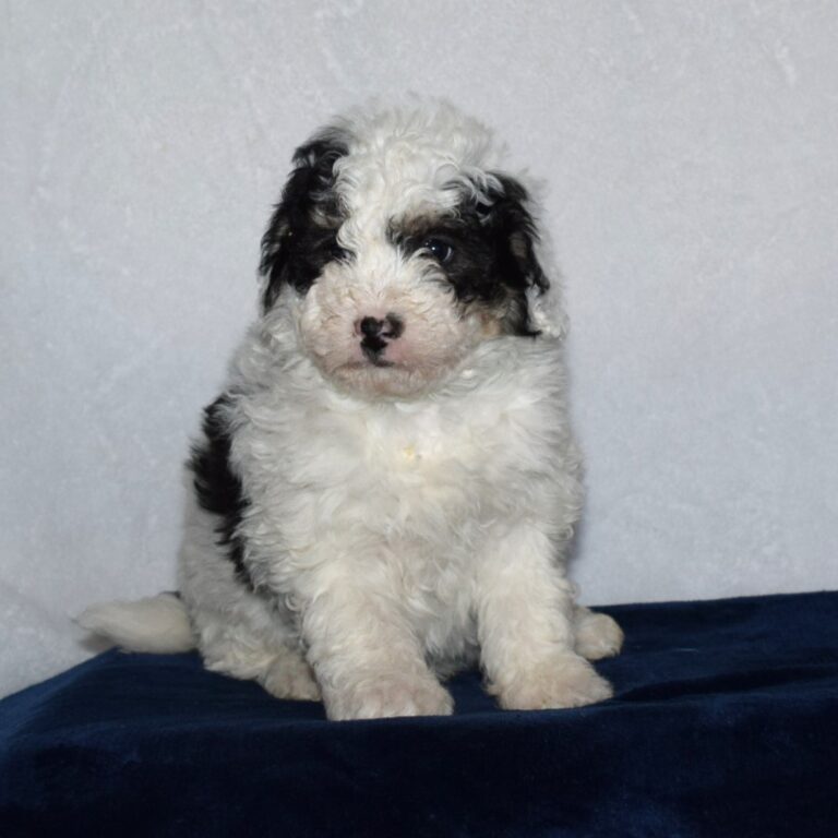 Lightning is our F1b Tiny black & white tri-color Micro-mini Bernedoodle male puppy
