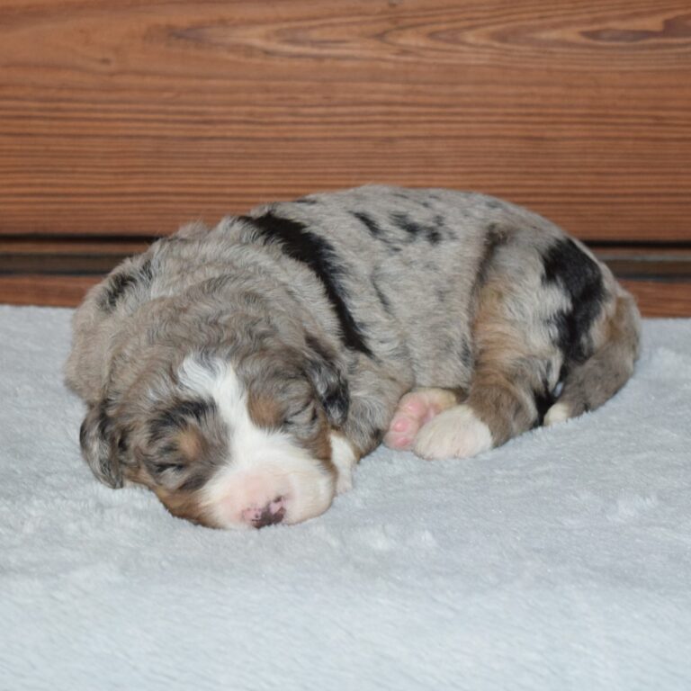 QUINLEY IS AN F1 STANDARD BERNEDOODLE BLUE MERLE TRI-COLOR FEMALE ARTHUR, ILLINOIS