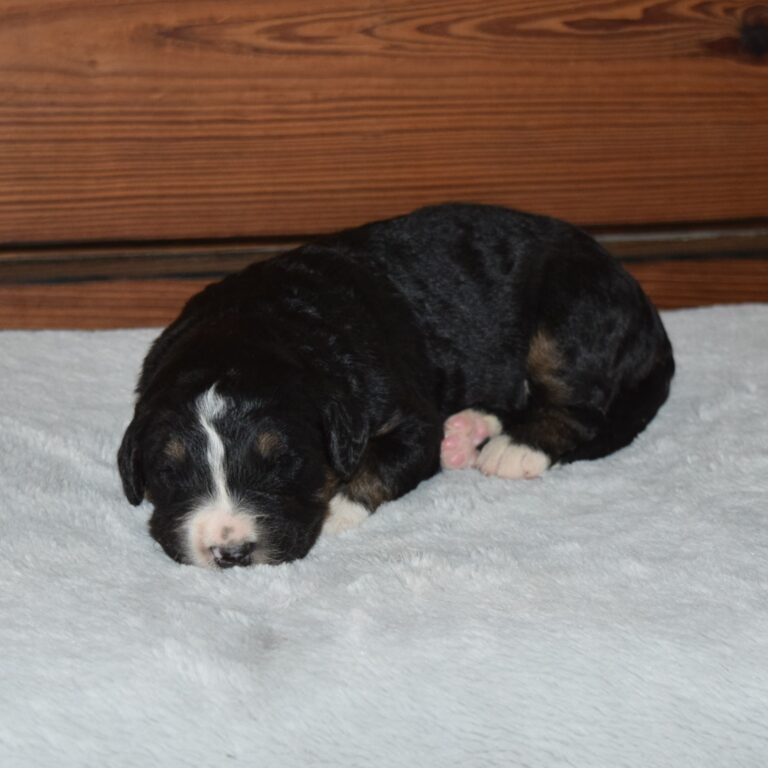 GRAHAM IS AN F1 STANDARD BERNEDOODLE BLACK TRI-COLOR MALE ARTHUR, ILLINOIS