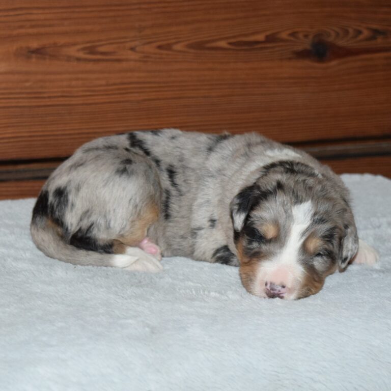 HUDSON IS AN F1 STANDARD BERNEDOODLE BLUE MERLE TRI-COLOR MALE ARTHUR, ILLINOIS