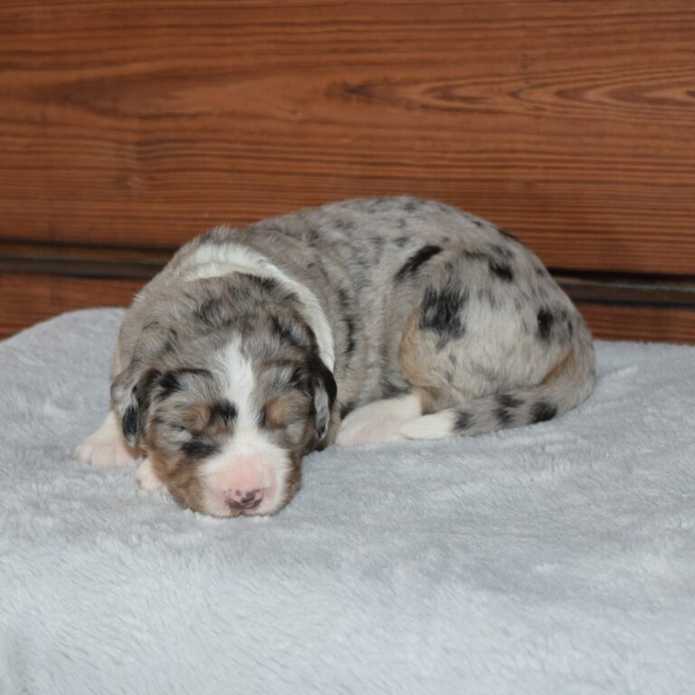 IS AN F1 STANDARD BERNEDOODLE BLACK TRI-COLOR MALE ARTHUR, ILLINOIS