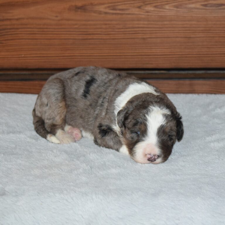 JACK IS AN F1 STANDARD BERNEDOODLE BLACK TRI-COLOR MALE ARTHUR, ILLINOIS