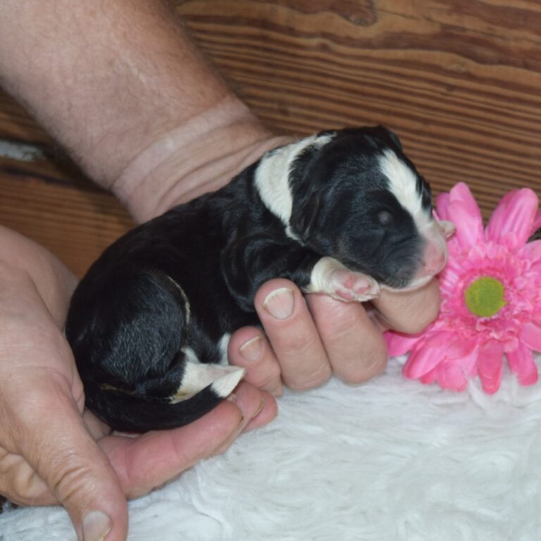 ODESSA IS AN F1 STANDARD BERNEDOODLE BLACK TRI-COLOR FEMALE ARTHUR, ILLINOIS