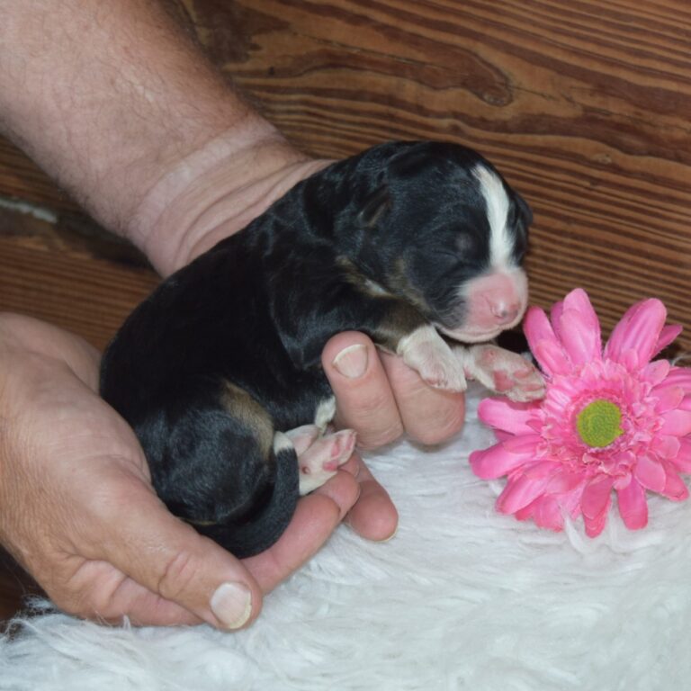 PAIGE IS AN F1 STANDARD BERNEDOODLE BLACK TRI-COLOR FEMALE ARTHUR, ILLINOIS