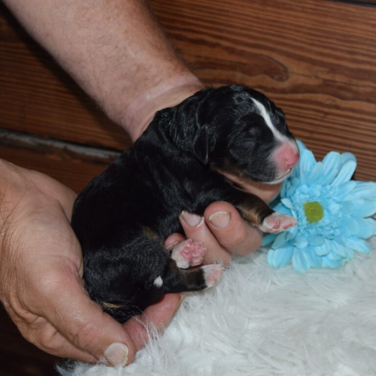 GRAHAM IS AN F1 STANDARD BERNEDOODLE BLACK TRI-COLOR MALE ARTHUR, ILLINOIS
