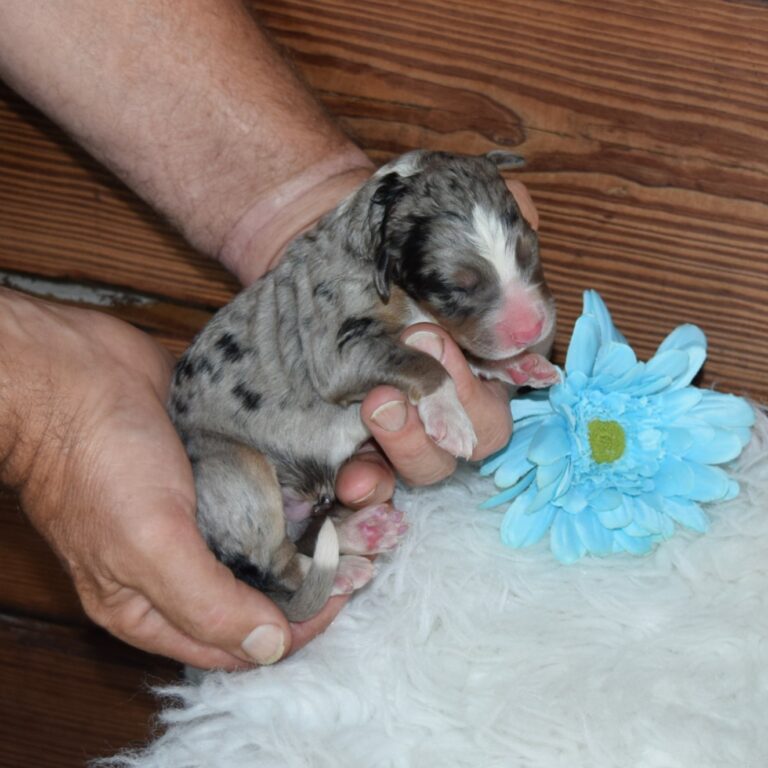 HUDSON IS AN F1 STANDARD BERNEDOODLE BLUE MERLE TRI-COLOR MALE ARTHUR, ILLINOIS
