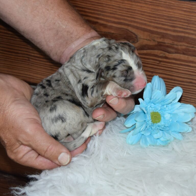 IS AN F1 STANDARD BERNEDOODLE BLACK TRI-COLOR MALE ARTHUR, ILLINOIS