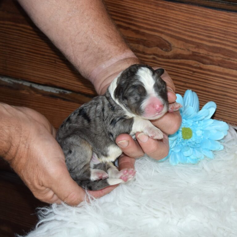 JACK IS AN F1 STANDARD BERNEDOODLE BLACK TRI-COLOR MALE ARTHUR, ILLINOIS