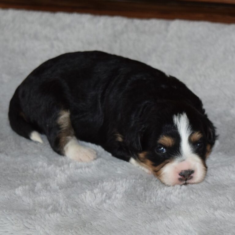 Hazel is an F1b black tri-color Tiny micro-mini Bernedoodle female