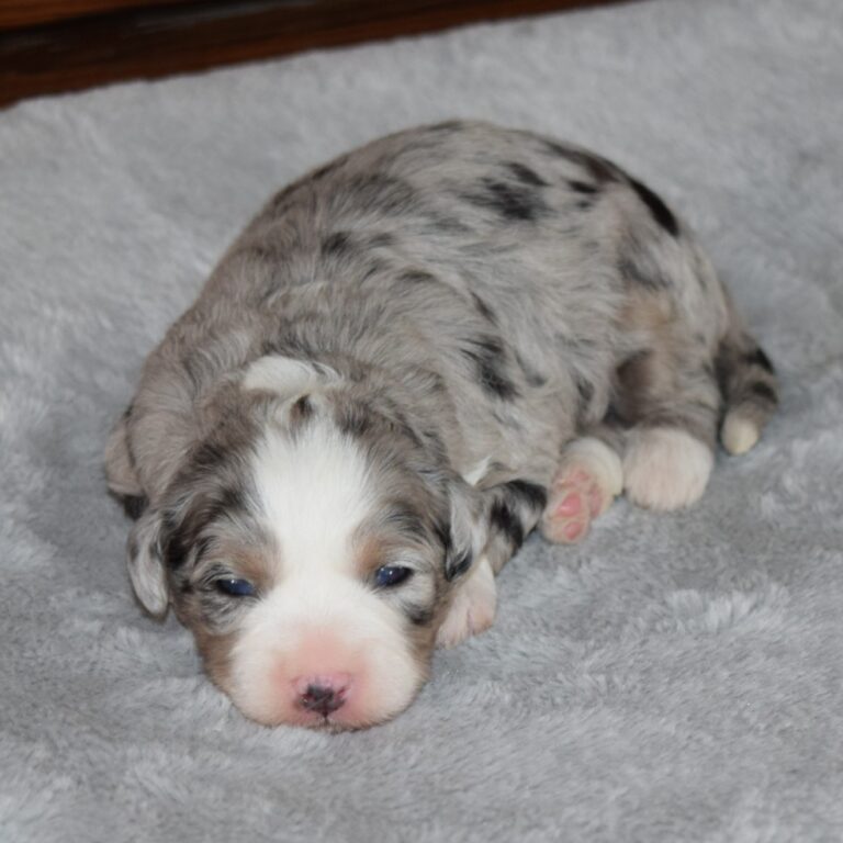 Autumn is an F1b Merle tri-color Tiny micro-mini Bernedoodle female