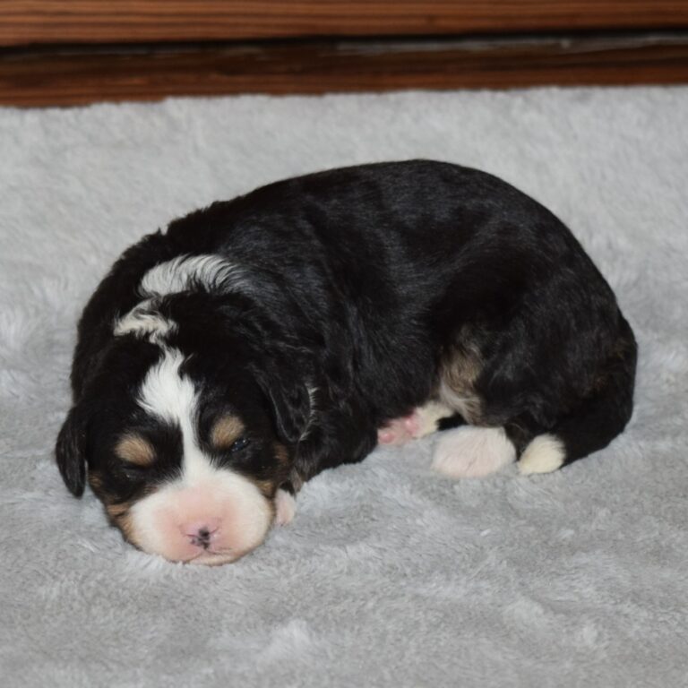 Blaze is an F1b black tri-color Tiny micro-mini Bernedoodle male