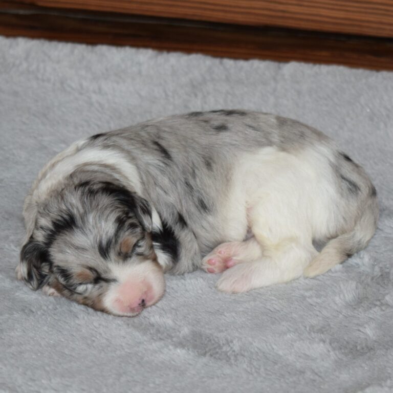Smoky is an F1b blue merle tri-color Tiny micro-mini Bernedoodle male