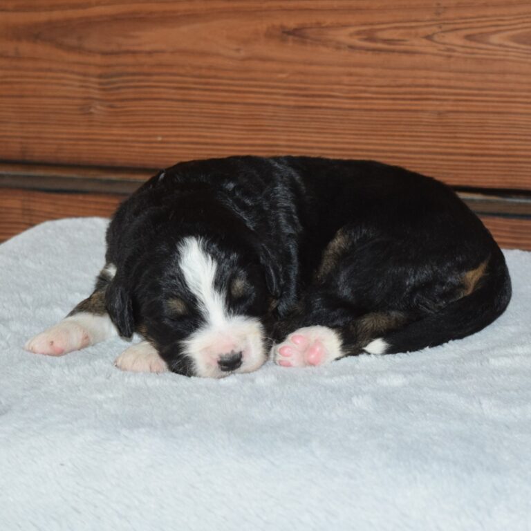 PAIGE IS AN F1 STANDARD BERNEDOODLE BLACK TRI-COLOR FEMALE ARTHUR, ILLINOIS