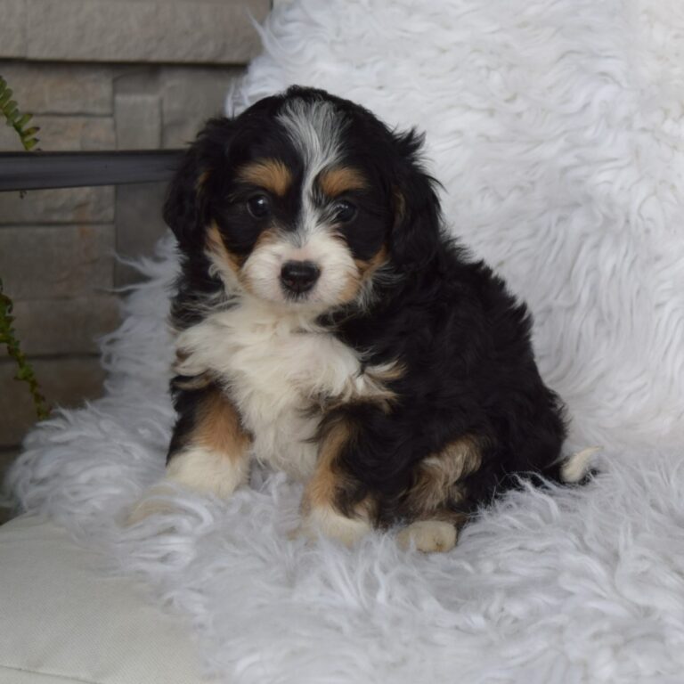 Hazel is an F1b black tri-color Tiny micro-mini Bernedoodle female