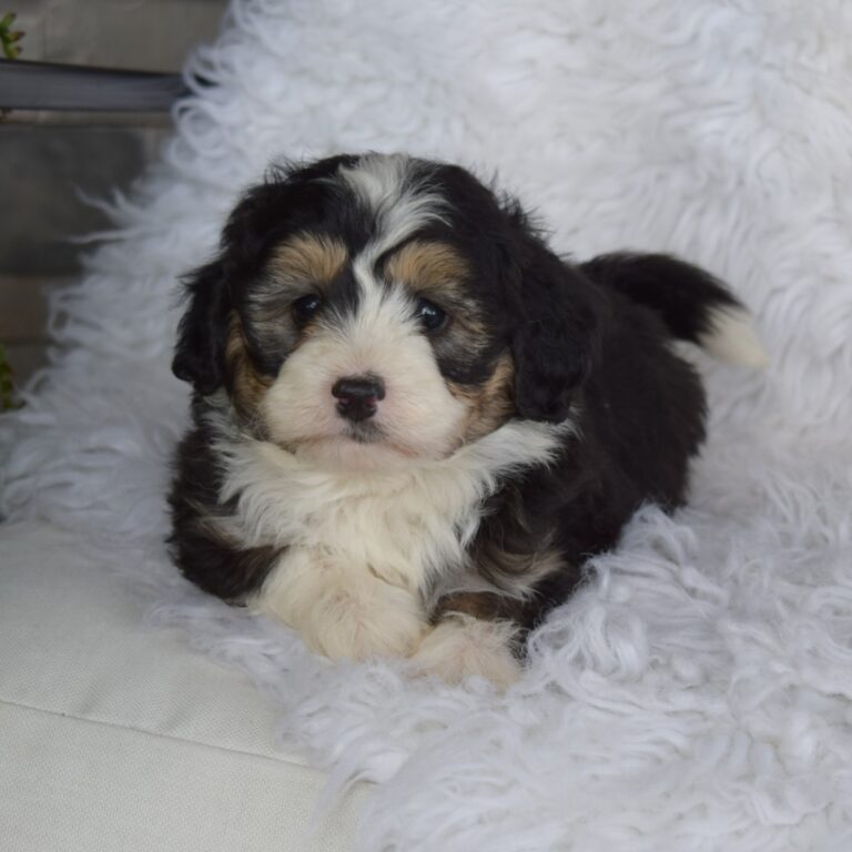 Blaze is an F1b black tri-color Tiny micro-mini Bernedoodle male