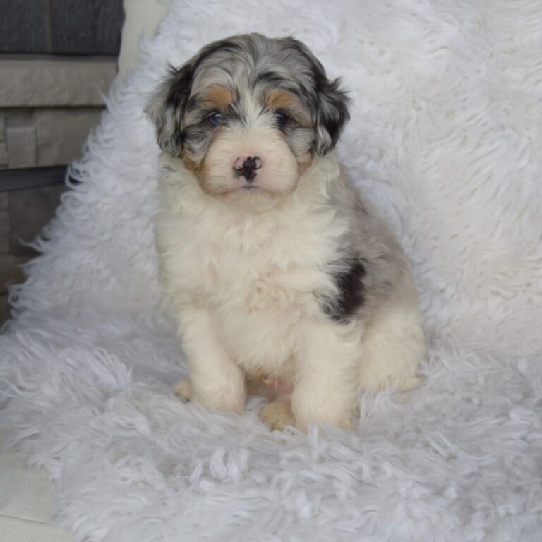 Smoky is an F1b blue merle tri-color Tiny micro-mini Bernedoodle male