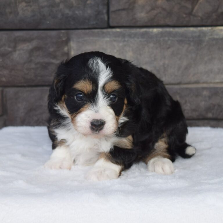 Hazel is an F1b black tri-color Tiny micro-mini Bernedoodle female