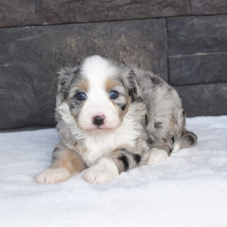 Autumn is an F1b Merle tri-color Tiny micro-mini Bernedoodle female