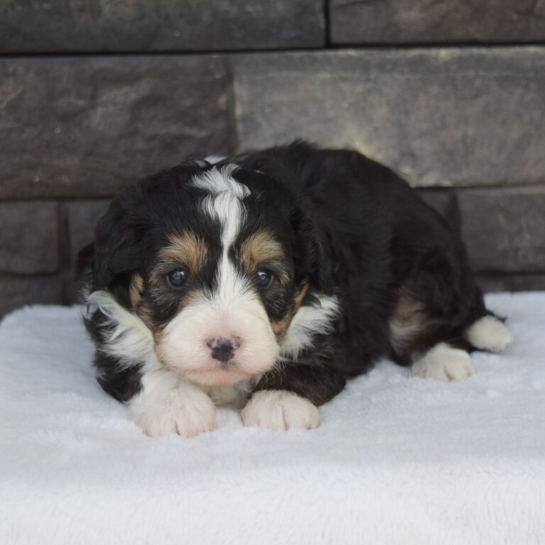 Blaze is an F1b black tri-color Tiny micro-mini Bernedoodle male