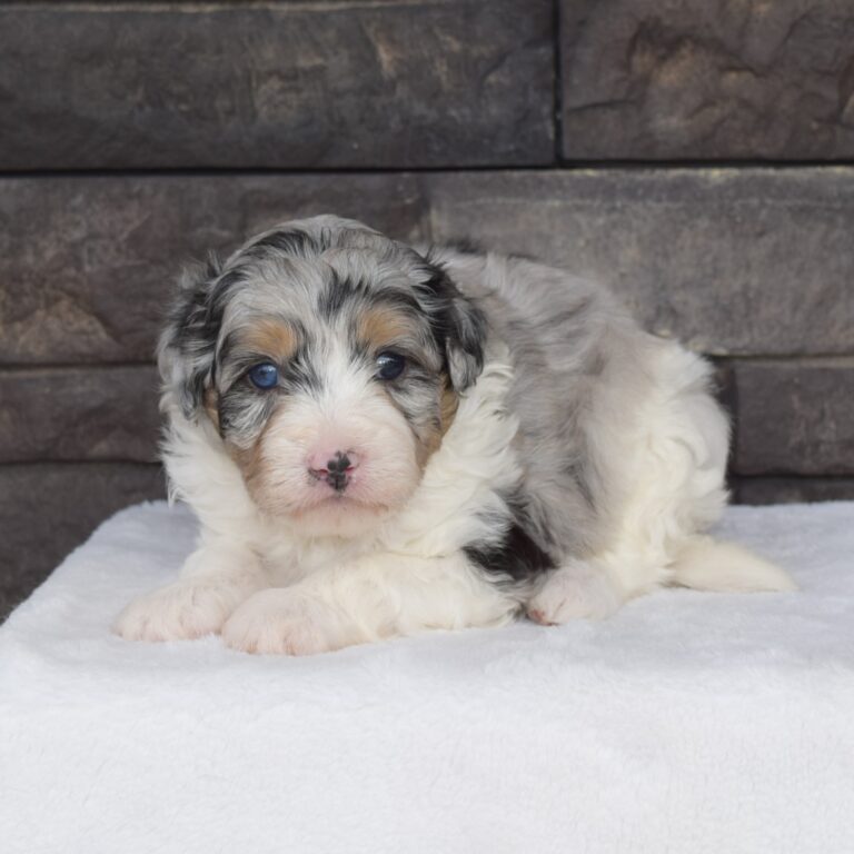 Smoky is an F1b blue merle tri-color Tiny micro-mini Bernedoodle male