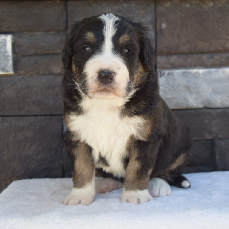 PAIGE IS AN F1 STANDARD BERNEDOODLE BLACK TRI-COLOR FEMALE ARTHUR, ILLINOIS