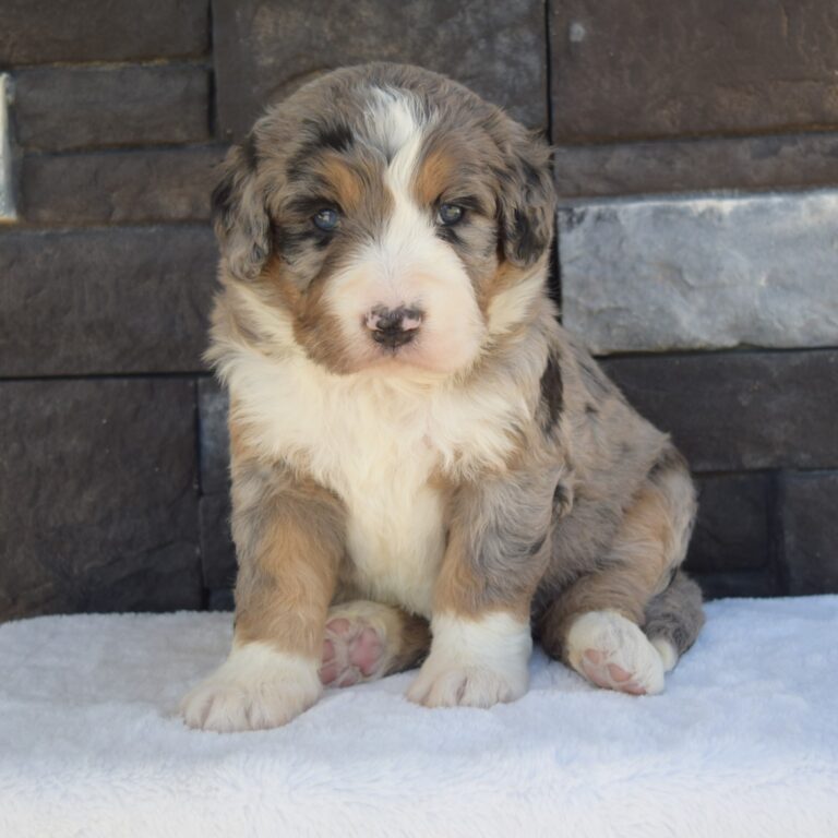 QUINLEY IS AN F1 STANDARD BERNEDOODLE BLUE MERLE TRI-COLOR FEMALE ARTHUR, ILLINOIS