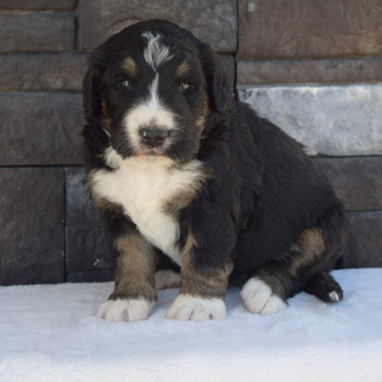 GRAHAM IS AN F1 STANDARD BERNEDOODLE BLACK TRI-COLOR MALE ARTHUR, ILLINOIS