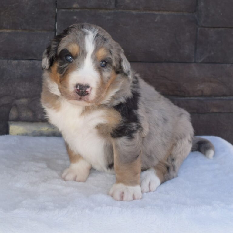 HUDSON IS AN F1 STANDARD BERNEDOODLE BLUE MERLE TRI-COLOR MALE ARTHUR, ILLINOIS