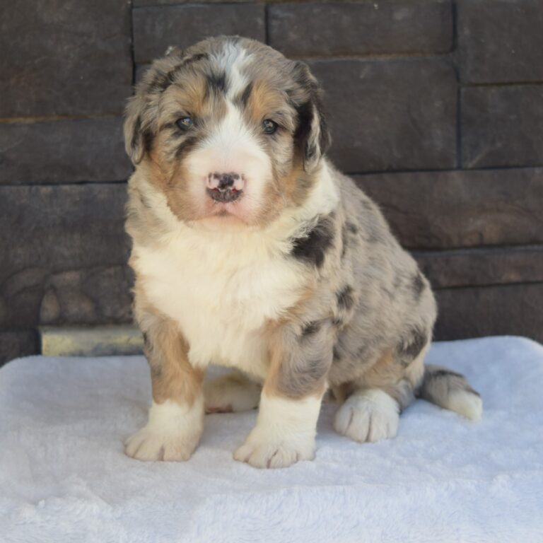 IS AN F1 STANDARD BERNEDOODLE BLACK TRI-COLOR MALE ARTHUR, ILLINOIS