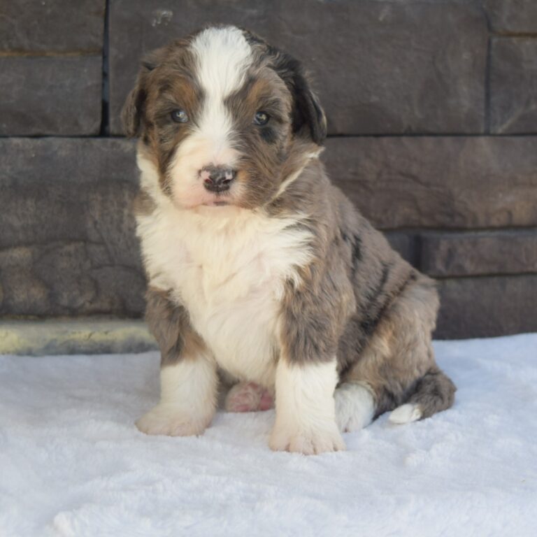 JACK IS AN F1 STANDARD BERNEDOODLE BLACK TRI-COLOR MALE ARTHUR, ILLINOIS
