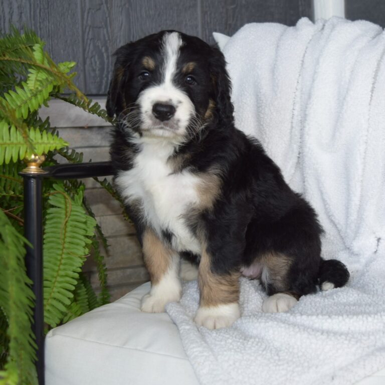 PAIGE IS AN F1 STANDARD BERNEDOODLE BLACK TRI-COLOR FEMALE ARTHUR, ILLINOIS