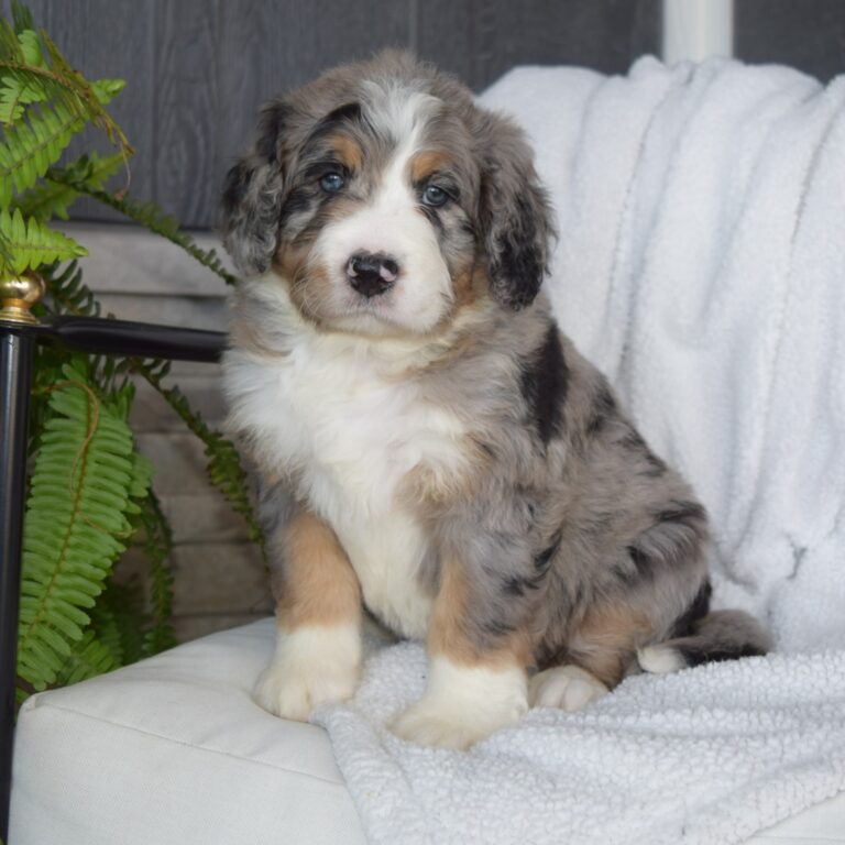 QUINLEY IS AN F1 STANDARD BERNEDOODLE BLUE MERLE TRI-COLOR FEMALE ARTHUR, ILLINOIS