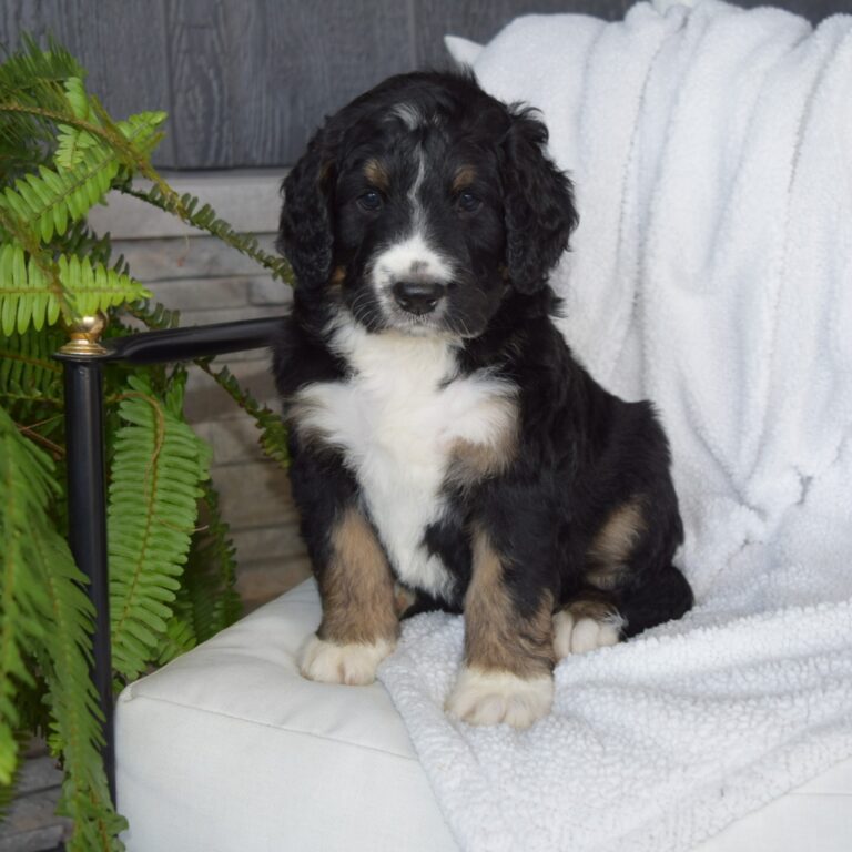 GRAHAM IS AN F1 STANDARD BERNEDOODLE BLACK TRI-COLOR MALE ARTHUR, ILLINOIS