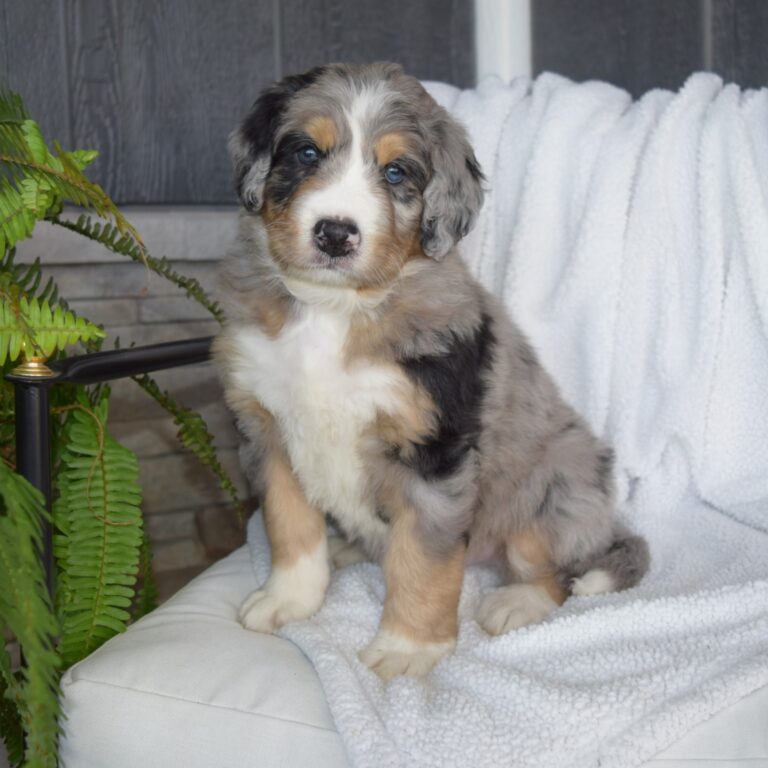 HUDSON IS AN F1 STANDARD BERNEDOODLE BLUE MERLE TRI-COLOR MALE ARTHUR, ILLINOIS
