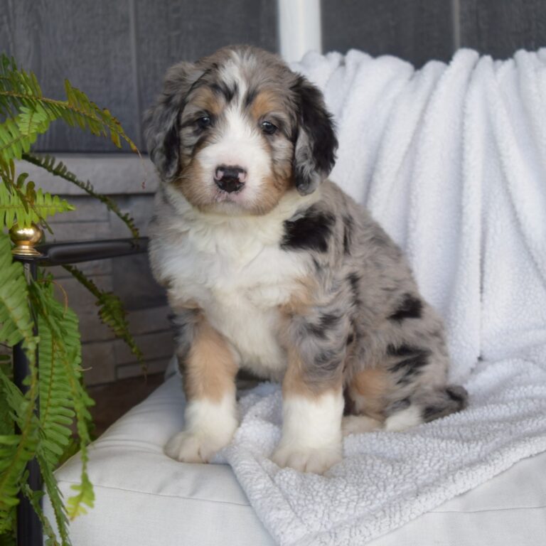 IS AN F1 STANDARD BERNEDOODLE BLACK TRI-COLOR MALE ARTHUR, ILLINOIS