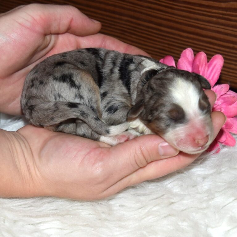 Crystal is an F1 standard Bernedoodle blue merle female