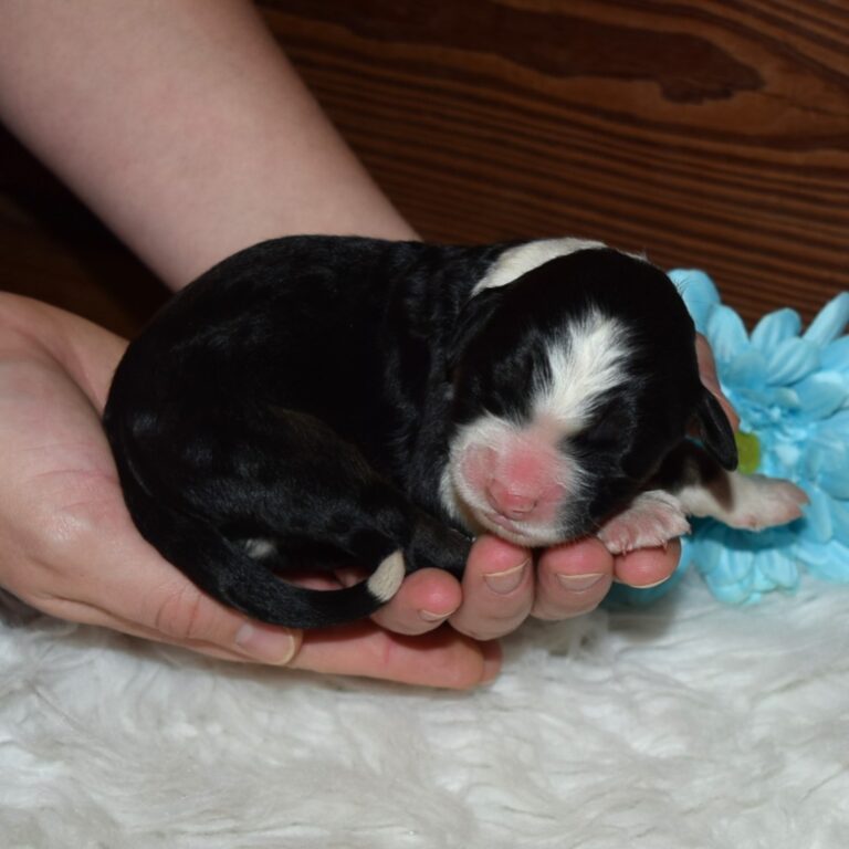 Olaf is an F1 standard Bernedoodle black tri-color male