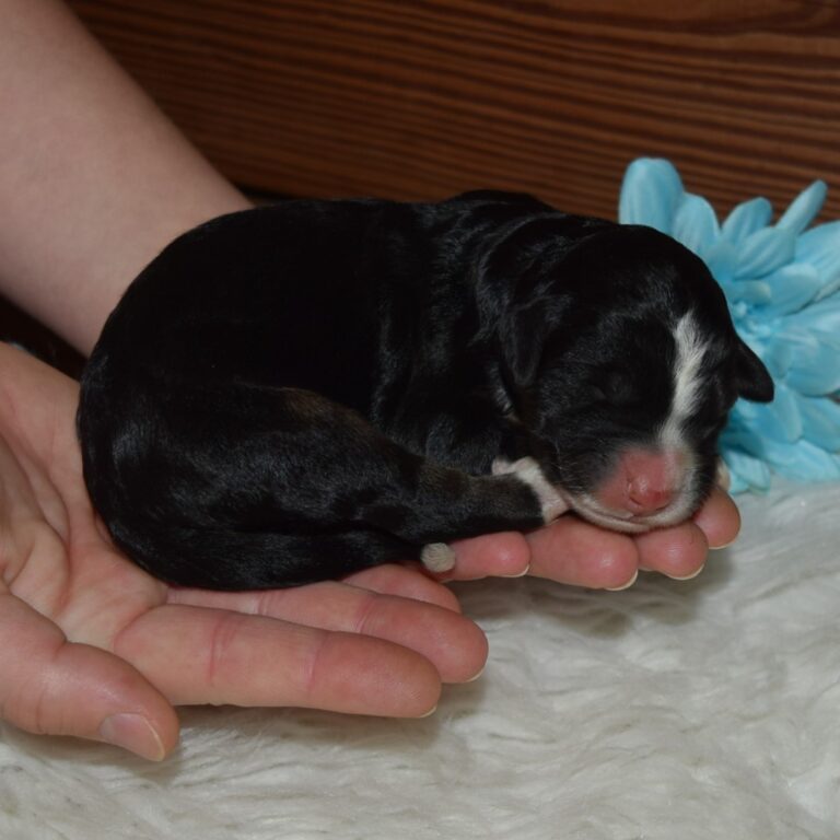 Piper is an F1 standard Bernedoodle black tri-color male