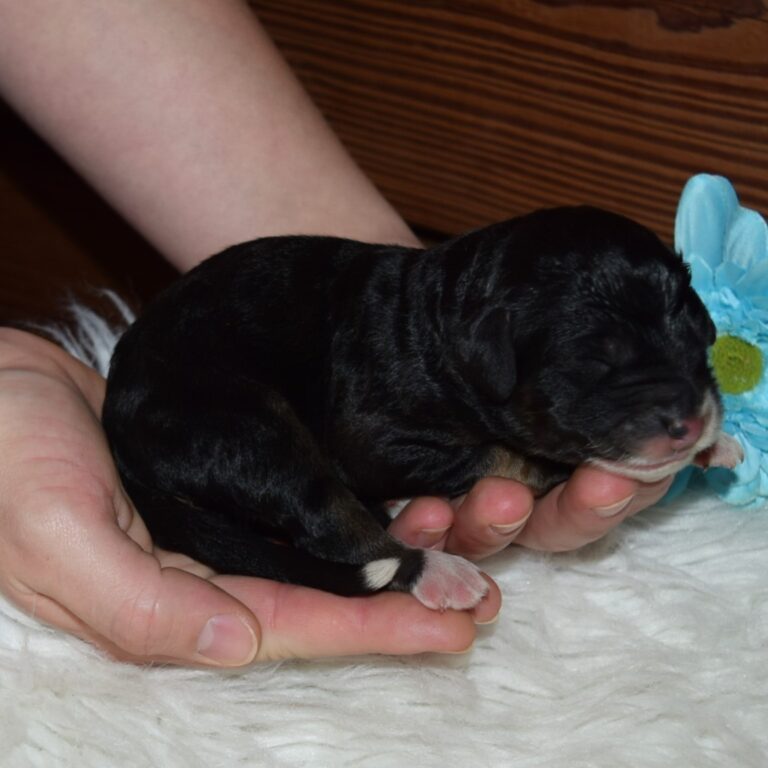 Quest is an F1 standard Bernedoodle black tri-color male