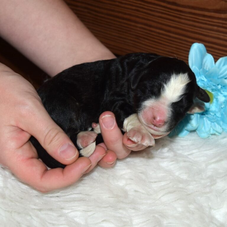 Rudolph is an F1 standard black tri-color Bernedoodle male