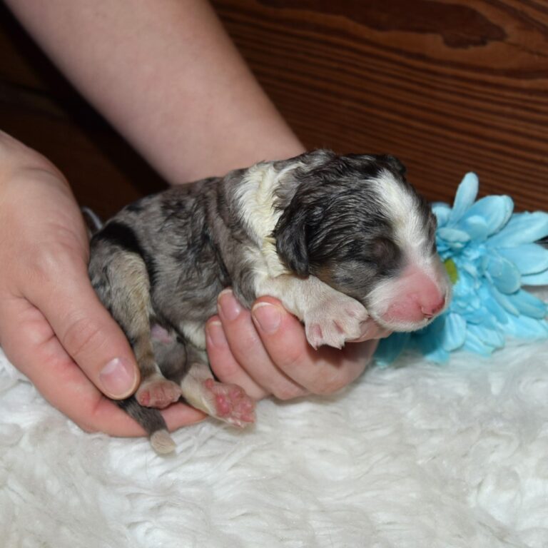 Stormy is an F1 blue merle standard bernedoodle