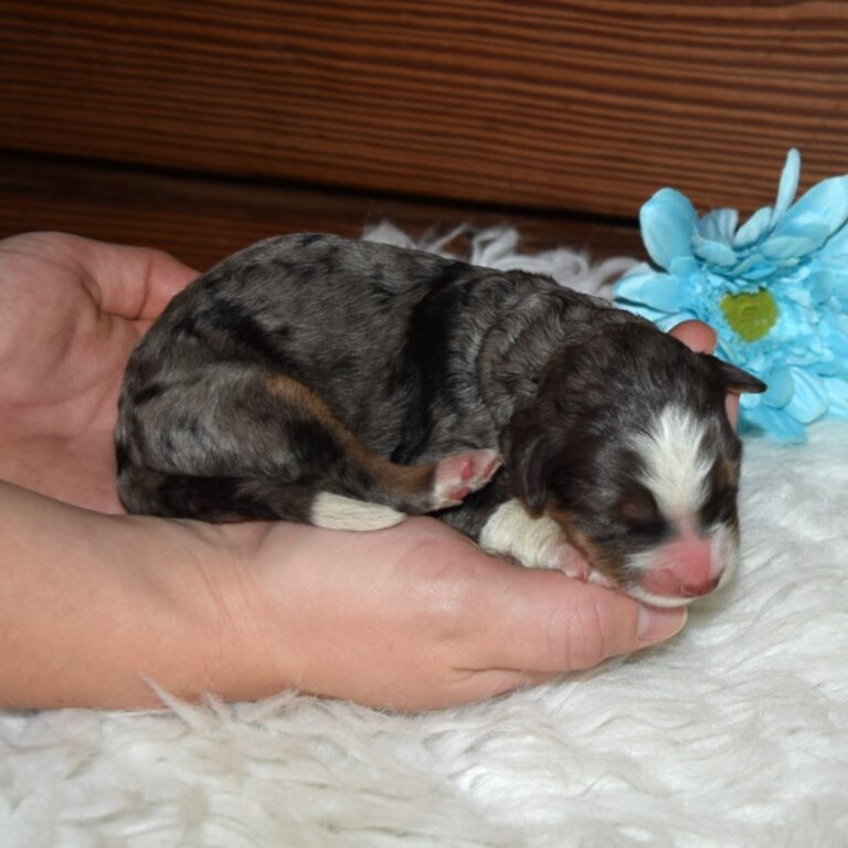 Uriah is an F1 blue merle standard bernedoodle male