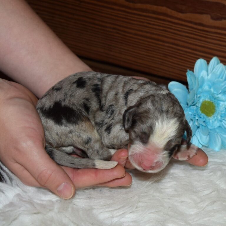 Vesper is an F1 blue merle standard bernedoodle male