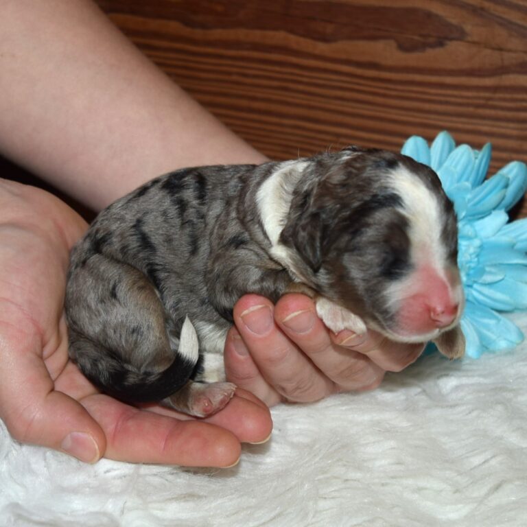 Winter is an F1 blue merle standard bernedoodle male