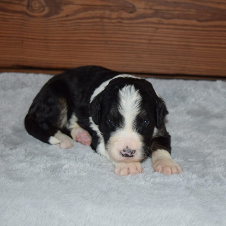 Olaf is an F1 standard Bernedoodle black tri-color male